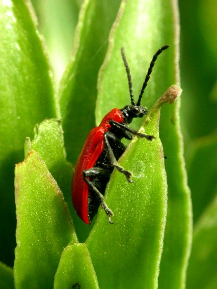 Coleottero rosso e nero Lilioceris lilii